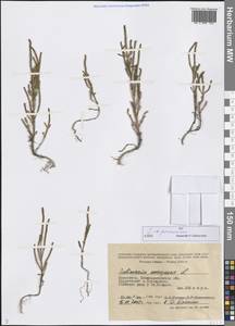 Salicornia perennans Willd., Middle Asia, Muyunkumy, Balkhash & Betpak-Dala (M9) (Kazakhstan)