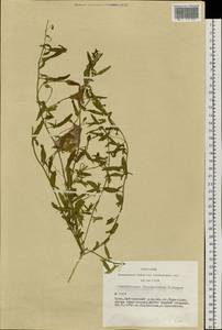 Convolvulus chinensis Ker Gawl., Siberia, Altai & Sayany Mountains (S2) (Russia)