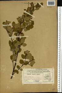 Betula humilis Schrank, Eastern Europe, Volga-Kama region (E7) (Russia)