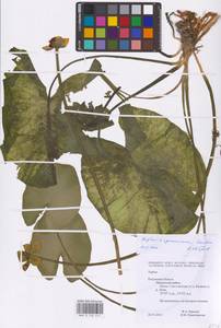 Nuphar × spenneriana Gaudin, Eastern Europe, Central region (E4) (Russia)