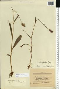 Dactylorhiza maculata subsp. fuchsii (Druce) Hyl., Eastern Europe, Northern region (E1) (Russia)