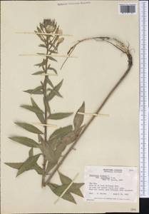 Oenothera biennis L., America (AMER) (Canada)