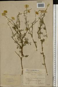 Cota tinctoria subsp. tinctoria, Eastern Europe, Eastern region (E10) (Russia)