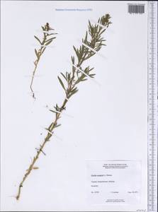 Bassia scoparia, America (AMER) (Canada)