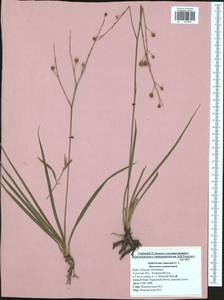 Anthericum ramosum L., Eastern Europe, Central region (E4) (Russia)