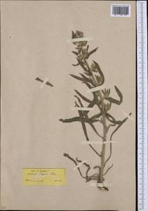 Cerinthe glabra subsp. smithiae (A. Kern.) Domac, Western Europe (EUR) (Greece)