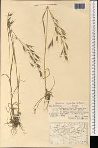 Bromus oxyodon Schrenk, Mongolia (MONG) (Mongolia)