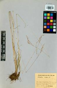 Festuca rubra L., Siberia, Baikal & Transbaikal region (S4) (Russia)