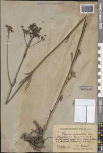 Patrinia scabiosifolia Fisch. ex Trevir., Siberia, Russian Far East (S6) (Russia)