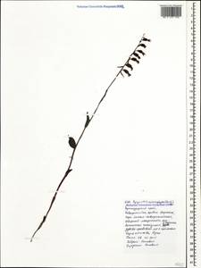 Epipactis microphylla (Ehrh.) Sw., Caucasus, Black Sea Shore (from Novorossiysk to Adler) (K3) (Russia)
