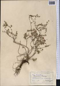 Thymus seravschanicus Klokov, Middle Asia, Western Tian Shan & Karatau (M3) (Kazakhstan)