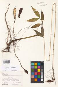 Helianthus tuberosus L., Eastern Europe, Moscow region (E4a) (Russia)