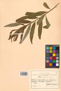 Salix udensis (Wimm.) Trautv. & C. A. Mey., Siberia, Russian Far East (S6) (Russia)