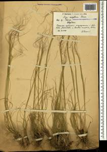 Stipa sareptana A.K.Becker, Caucasus, Armenia (K5) (Armenia)