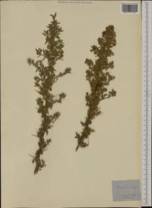 Ononis spinosa L., Botanic gardens and arboreta (GARD) (Italy)