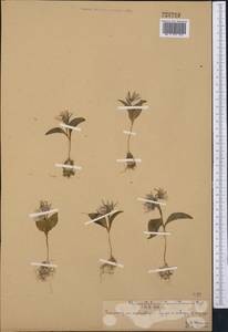 Fritillaria stenanthera (Regel) Regel, Middle Asia, Syr-Darian deserts & Kyzylkum (M7) (Kazakhstan)