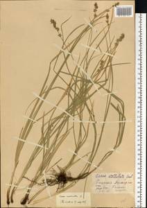Carex echinata Murray, Eastern Europe, Eastern region (E10) (Russia)