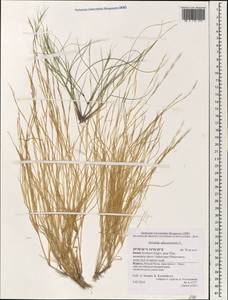 Aristida adscensionis L., South Asia, South Asia (Asia outside ex-Soviet states and Mongolia) (ASIA) (Israel)