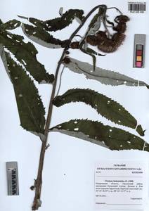 Cirsium × helenioides (L.) Hill, Siberia, Altai & Sayany Mountains (S2) (Russia)