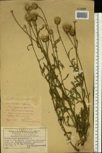 Centaurea orientalis L., Eastern Europe, South Ukrainian region (E12) (Ukraine)