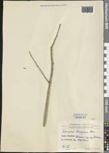 Euonymus maackii Rupr., South Asia, South Asia (Asia outside ex-Soviet states and Mongolia) (ASIA) (China)