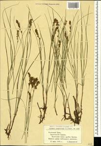 Blysmus compressus (L.) Panz. ex Link, Crimea (KRYM) (Russia)