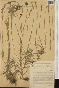 Dianthus serotinus Waldst. & Kit., Western Europe (EUR) (Hungary)