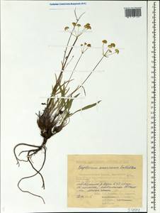 Bupleurum americanum J. M. Coult. & Rose, Siberia, Yakutia (S5) (Russia)