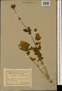 Valeriana sisymbriifolia Vahl, Caucasus, Armenia (K5) (Armenia)