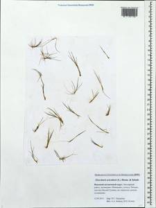 Eleocharis acicularis (L.) Roem. & Schult., Eastern Europe, Northern region (E1) (Russia)