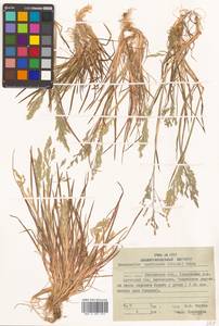 Puccinellia pumila (Macoun ex Vasey) Hitchc., Siberia, Chukotka & Kamchatka (S7) (Russia)