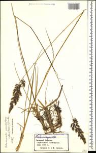 Calamagrostis pseudophragmites (Haller f.) Koeler, Caucasus, Azerbaijan (K6) (Azerbaijan)