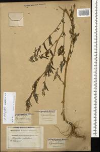 Atriplex oblongifolia Waldst. & Kit., Caucasus, Krasnodar Krai & Adygea (K1a) (Russia)