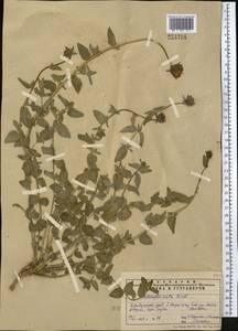 Codonopsis clematidea (Schrenk) C.B.Clarke, Middle Asia, Pamir & Pamiro-Alai (M2) (Uzbekistan)