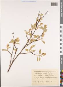 Amelanchier × spicata (Lam.) K. Koch, Eastern Europe, Central region (E4) (Russia)