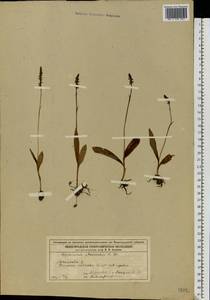 Herminium monorchis (L.) R.Br., Eastern Europe, Volga-Kama region (E7) (Russia)