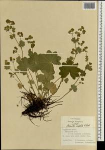 Alchemilla conglobata H. Lindb., Eastern Europe, Middle Volga region (E8) (Russia)
