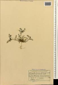 Astragalus hamosus L., Caucasus, Azerbaijan (K6) (Azerbaijan)