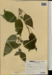 Campanula, South Asia, South Asia (Asia outside ex-Soviet states and Mongolia) (ASIA) (Iran)