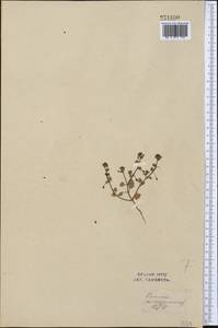 Veronica hederifolia L., Middle Asia, Syr-Darian deserts & Kyzylkum (M7) (Uzbekistan)