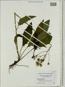 Hieracium subpellucidum (Norrl.) Norrl., Eastern Europe, Moscow region (E4a) (Russia)