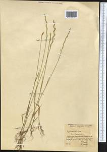 Lolium rigidum Gaudin, Middle Asia, Kopet Dag, Badkhyz, Small & Great Balkhan (M1) (Turkmenistan)
