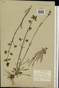 Viscaria vulgaris Röhl., Eastern Europe, Belarus (E3a) (Belarus)