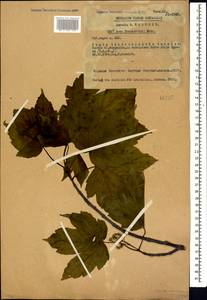 Acer heldreichii subsp. trautvetteri (Medvedev) A. E. Murray, Caucasus, Turkish Caucasus (NE Turkey) (K7) (Turkey)