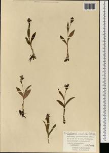 Dactylorhiza viridis (L.) R.M.Bateman, Pridgeon & M.W.Chase, Mongolia (MONG) (Mongolia)