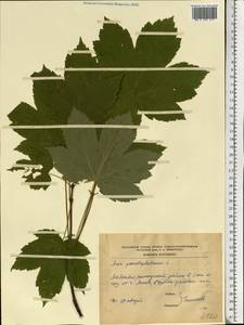 Acer pseudoplatanus L., Eastern Europe, Moldova (E13a) (Moldova)