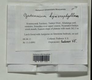 Cyrtomnium hymenophylloides (Huebener) T.J. Kop., Bryophytes, Bryophytes - Krasnoyarsk Krai, Tyva & Khakassia (B17) (Russia)