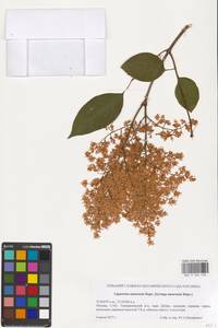 Syringa reticulata subsp. amurensis (Rupr.) P.S.Green & M.C.Chang, Eastern Europe, Moscow region (E4a) (Russia)