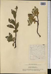Salix retusa L., Western Europe (EUR) (Poland)