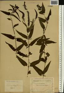 Veronica longifolia L., Eastern Europe, Middle Volga region (E8) (Russia)